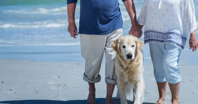 Happy caucasian senior couple holding hands walking their pet golden retriever dog on beach