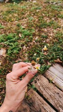picking flowers