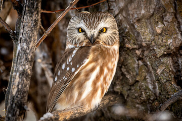 Saw Whet Owl 