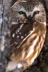 Saw Whet Owl 