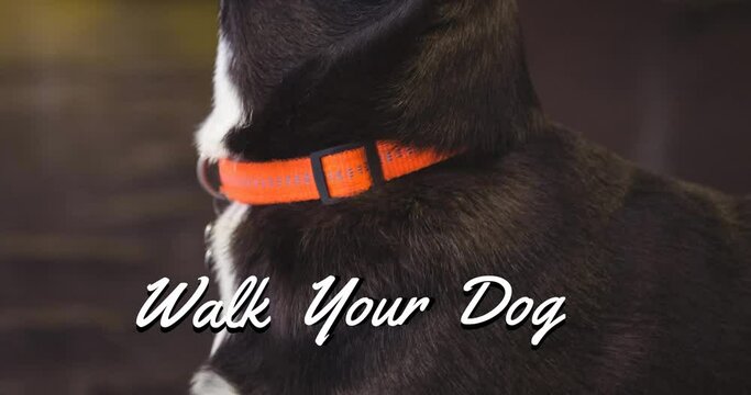 Animation of walk your dog text in white, over black and white pet dog in red collar looking up