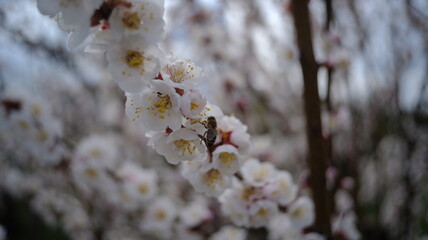 Blossoming twigs of apricot tree