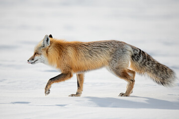 red fox 