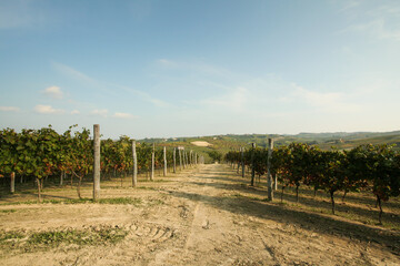 Fototapeta na wymiar イタリアのワイナリー・ワインのブドウ畑