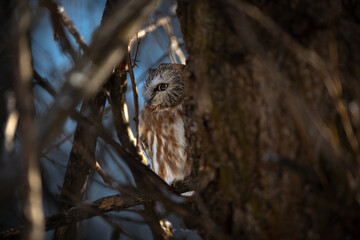 Saw Whet owl 