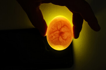 Eggs are candled to observe the development of the embryo. The hand holds a duck egg over the light...