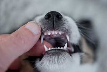 Dental control - puppy 5,5 weeks old -  correct scissor bite  of a small young Jack Russell Terrier...