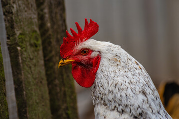 Beautiful cock in the pen for chickens in the village, close-up. beautiful cock. Rooster white...