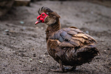 portrait of a domestic  dumb duck with Red beak  in a hen house, in the pen for chickens in the village, old brown muscovy duck with red nasal corals on a farm at a cloudy day in spring.