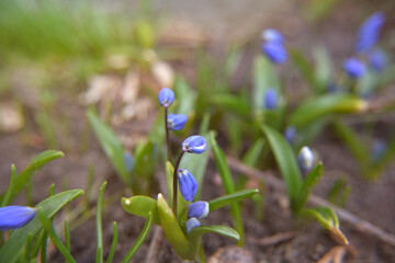 Wild first spring flowers. Blue snowdrops blossom spring flowers nature macro. Scilla siberica blue flowers in bloom, Siberian wood squill flowering plant