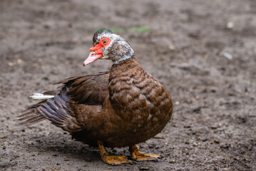 portrait of a domestic  dumb duck with Red beak  in a hen house, in the pen for chickens in the village, old brown muscovy duck with red nasal corals on a farm at a cloudy day in spring.