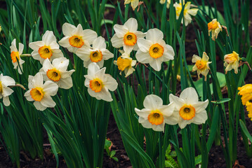 In spring, narcissus (daffodils) bloom in a flower bed. Flowers Narcissus yellow and white blooming in a garden.  Selective focus. holiday spring greeting card, invitation  card. Happy easter