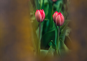 Red and yellow tulip flower close up In the natural environment in the garden, rose petals close-up, a nearby leaf selective focus, space for text