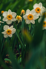 In spring, narcissus (daffodils) bloom in a flower bed. Flowers Narcissus yellow and white blooming in a garden.  Selective focus. holiday spring greeting card, invitation  card. Happy easter