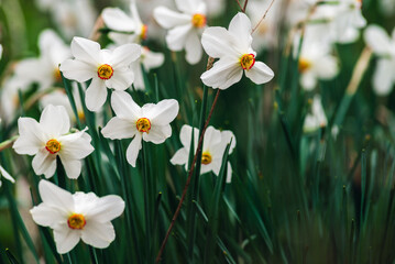 In spring, narcissus (daffodils) bloom in a flower bed. Flowers Narcissus yellow and white blooming in a garden.  Selective focus. holiday spring greeting card, invitation  card. Happy easter
