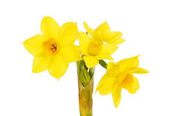 Narcissus flower closeup