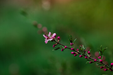 Prunus tenella, dwarf Russian almond is a species of deciduous shrub in the genus Prunus, in the spring, pink petals flowers in bloom on branch, Shallow depth of field. on green natural background