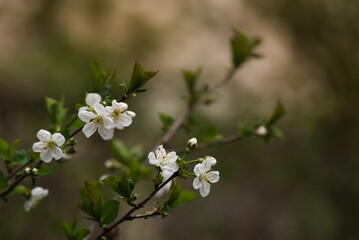 plum blossom flowers sitting on the water, spring flowers, white Cherry blossoms, isolated on  dark natural background 