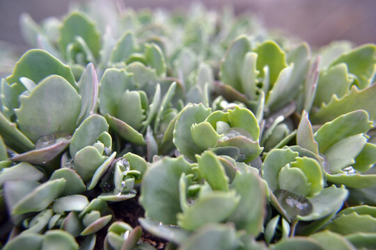 Close-up of succulent plant. Green flower Bush with water droplets. Hylotelephium telephioides (Michx.) H.Ohba. Saxifraga paniculata; alpine saxifrage. Natural background from green leaves.