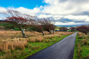 Trees and Farm, Dalry, North Ayrshire, Scotland, UK