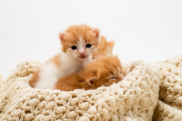 Three Little Playful red kitten  isolated on a white background. Portrait cute  red ginger kitten with big eyes lying on white 
braided bed at home. kitty looking at camera. Concept of happy  cat pets