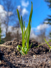 spring onions growing in the ground
