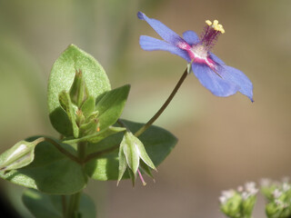 Fiori selvatici