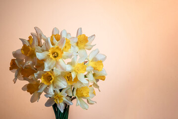 Flowers Narcissus yellow and white. colorful light,  bouquet of fresh daffodils isolated on beige  background. simple holiday spring greeting card, invitation  card. space for text, minimalist