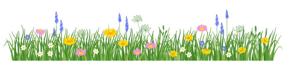 Flowers and grass border, yellow and white chamomile and delicate pink meadow flowers and green grass, vector illustration, early spring flowers 
