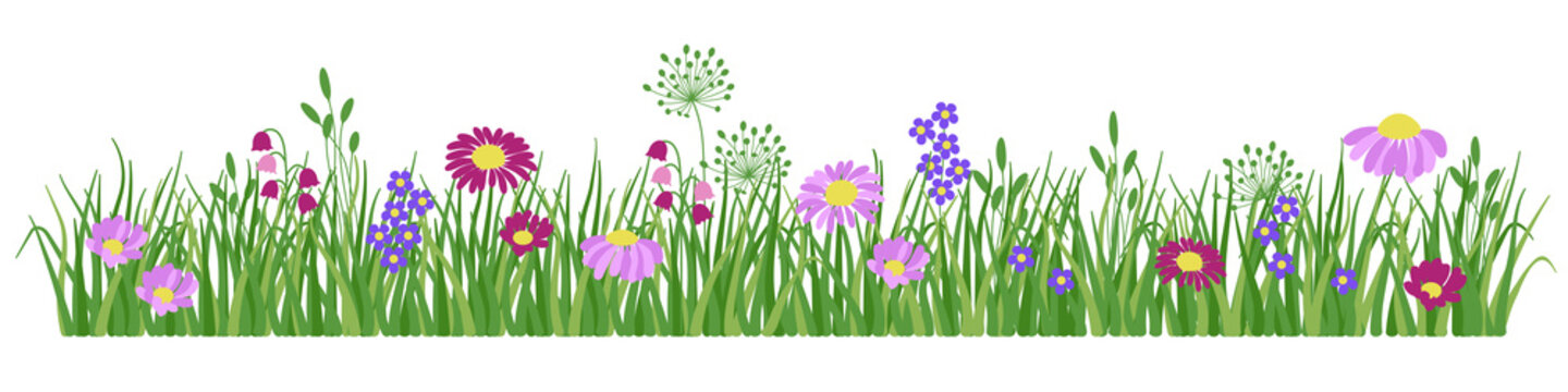 Flowers and grass border, yellow and white chamomile and delicate pink meadow flowers and green grass, vector illustration, early spring flowers 