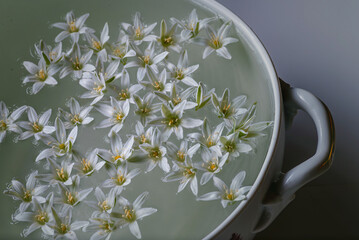 Tulipa turkestanica. Romulea. Zephyranthes ( Rain Lily) Flower Blub, Atamasco lily flowers sitting...