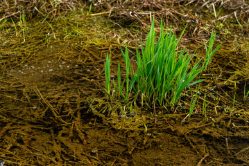 Young acorus - cattail bush, background or texture, spring,  water, marsh, Elytrigia. Herbaceous background of juicy high green couch grass close-up.