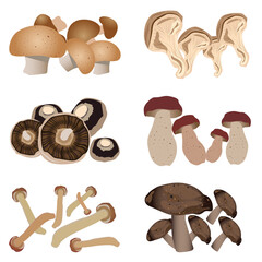 set of mushrooms