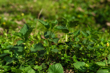 Bush of young stinging-nettles. Nettle leaves. Greenery common nettle, wet fresh green grass ...