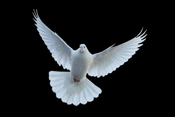 Fototapeta na wymiar White dove on a black background