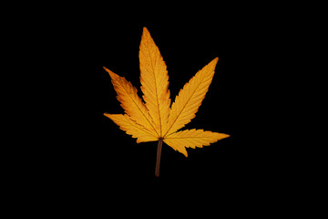 Yellow cannabis leaf on black background. Hemp harvest. Autumn season 