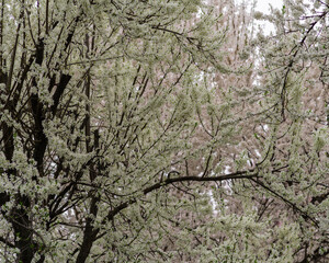 cherry blossom , Sakura, , Natural light. White, rose beautiful flowers in the tree blooming in the early spring, april day, Romania. backgroung blured, Selective focus. High quality photo