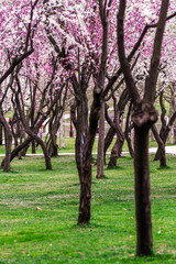 Fototapeta premium cherry blossom , Sakura, , Natural light. White, rose beautiful flowers in the tree blooming in the early spring, april day, Romania. backgroung blured, Selective focus. High quality photo