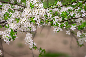 cherry blossom , Sakura, , Natural light. White, rose beautiful flowers in the tree blooming in the early spring, april day, Romania. backgroung blured, Selective focus. High quality photo