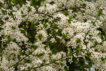 cherry blossom , Sakura, , Natural light. White, rose beautiful flowers in the tree blooming in the early spring, april day, Romania. backgroung blured, Selective focus. High quality photo