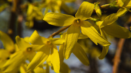 Forsythia suspesa. Blooming forsythia bush. Yellow flower on a branch of forsythia. The beauty of spring nature. close up, border forsythia is an ornamental deciduous shrub of garden origin