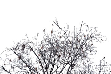 In selective focus a dead tree with twigs in the forest on white isolated background