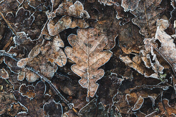 Frozen Leaf on the ground