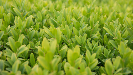 Obraz premium Lawn of green leaves. Close-up picture of an ornamental hedge's leaves.