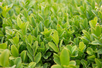 Lawn of green leaves. Close-up picture of an ornamental hedge's leaves.