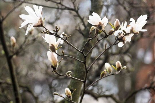 white magnolia flowers in the park in spring. flowering tree