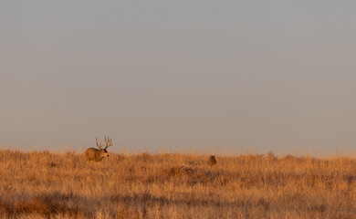 Mule Deer Buck and Doe Rutting in Colorado in Autumn