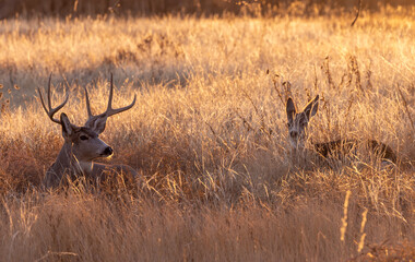 Mule Deer Buck and Doe Rutting in Colorado in Autumn