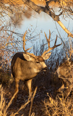 Mule Deer Buck and Doe Rutting in Colorado in Autumn