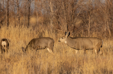 Mule Deer Buck and Doe Rutting in Colorado in Autumn